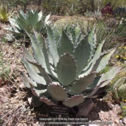 Location: Boyce Thompson Arboretum, AZ.
Date: 2014-05-18
A. potatorum with A. ovatifolia in the background.