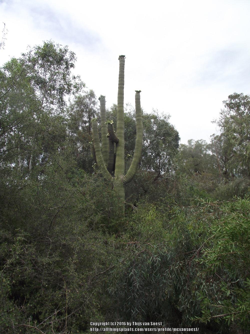 Photo of Saguaro (Carnegiea gigantea) uploaded by mcvansoest