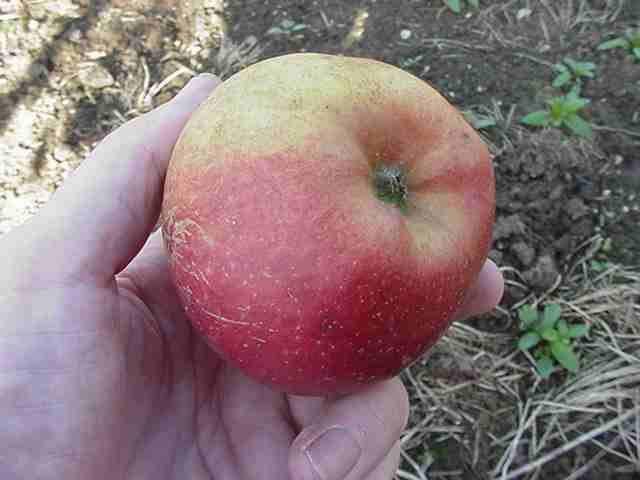 Photo of Apple (Malus domestica 'Kidd's Orange Red') uploaded by robertduval14