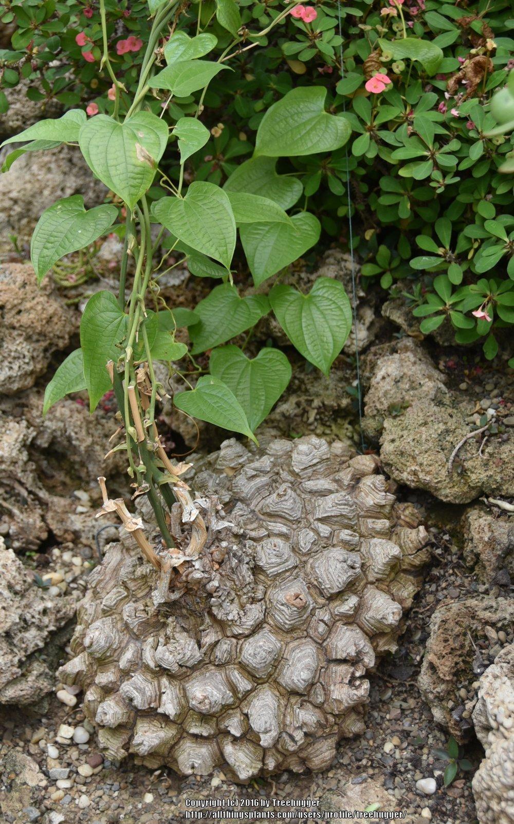 Photo of Wild Mexican Yam (Dioscorea mexicana) uploaded by treehugger