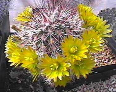 Photo of Davis' Hedgehog Cactus (Echinocereus viridiflorus subsp. davisii) uploaded by jamesicus