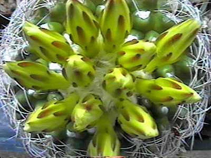 Photo of Discocactus zehntneri subsp. boomianus uploaded by jamesicus