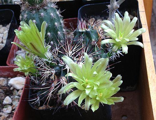 Photo of Davis' Hedgehog Cactus (Echinocereus viridiflorus subsp. davisii) uploaded by jamesicus
