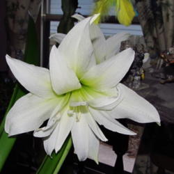Location: central Illinois
Date: 4-21-15
An all white double Amaryllis