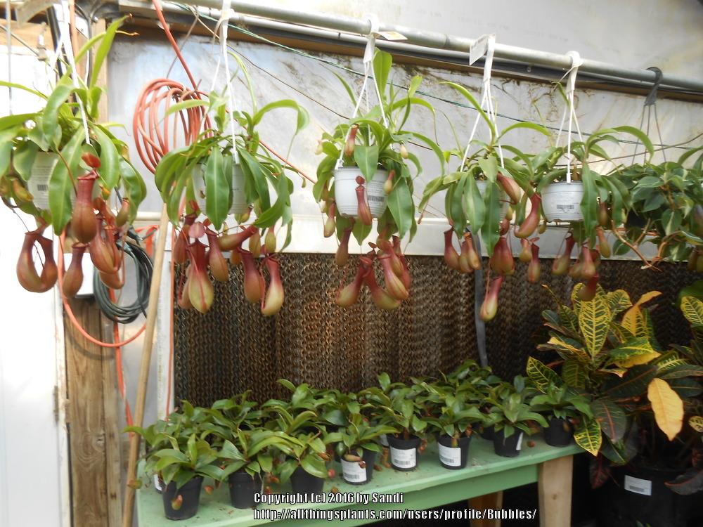 Photo of Pitcher Plant (Nepenthes) uploaded by Bubbles