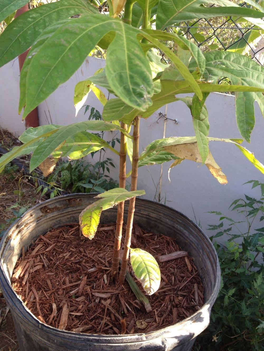 Photo of Breadfruit (Artocarpus altilis) uploaded by Easykaya