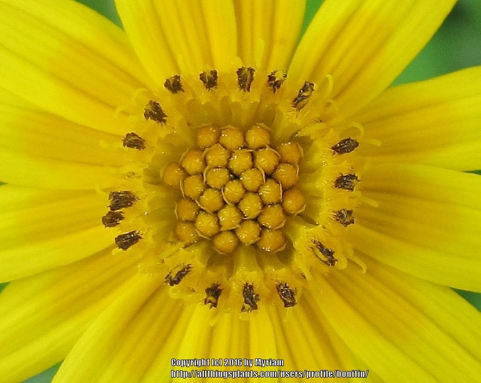 Photo of Creeping Daisy (Sphagneticola trilobata) uploaded by bonitin