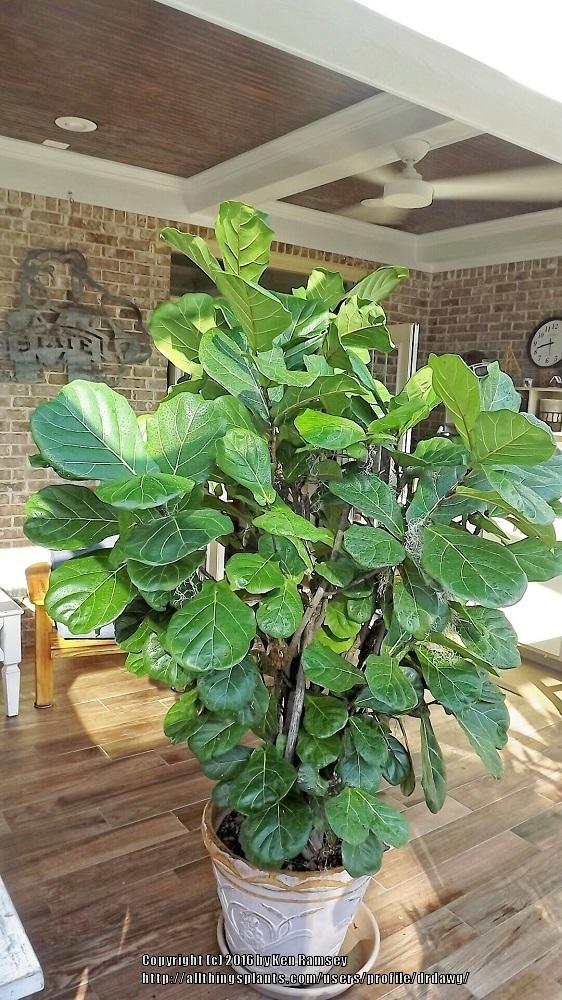 Photo of Fiddle Leaf Fig (Ficus lyrata) uploaded by drdawg