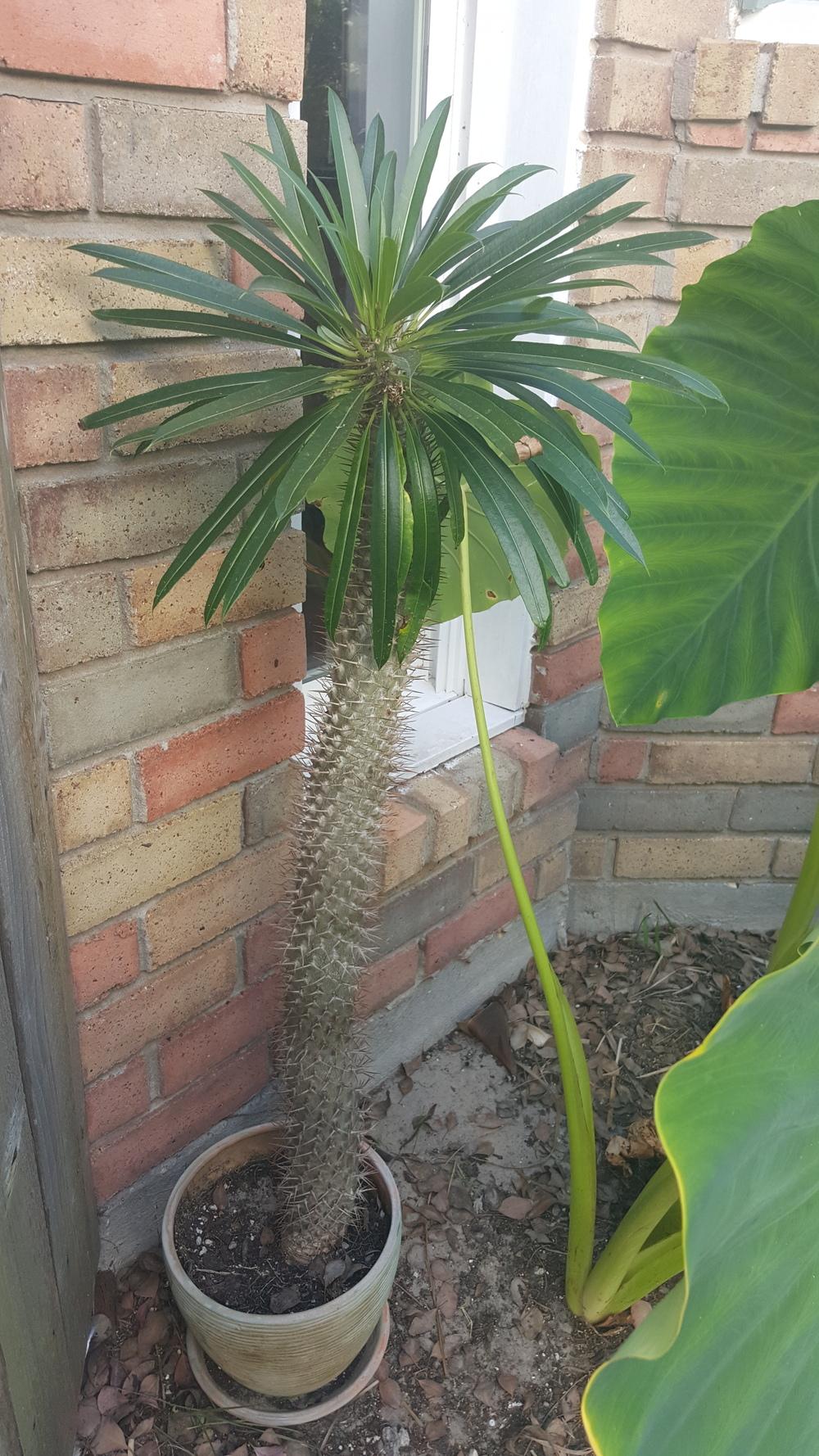 Photo of Madagascar Palm (Pachypodium geayi) uploaded by jmkdml