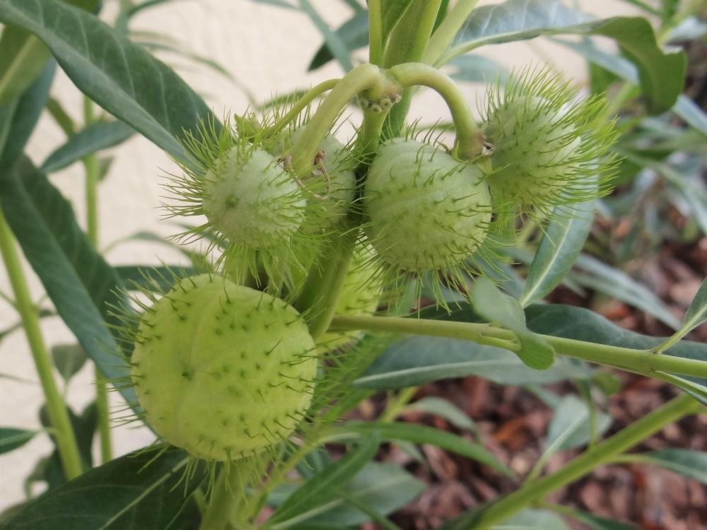 Photo of Hairy Balls (Gomphocarpus physocarpus) uploaded by hawkarica