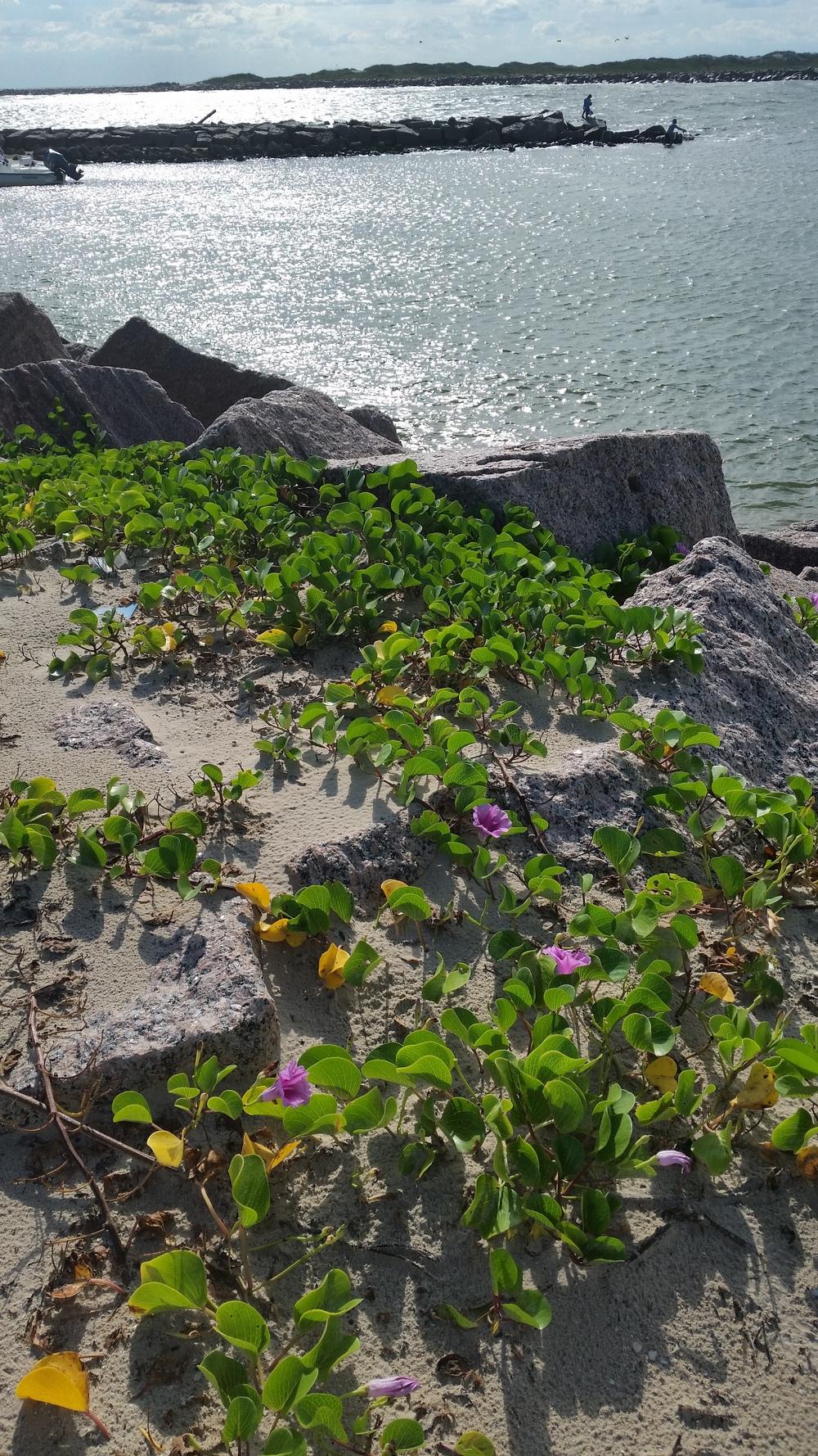 Photo of Beach Morning Glory (Ipomoea pes-caprae) uploaded by JamesAcclaims