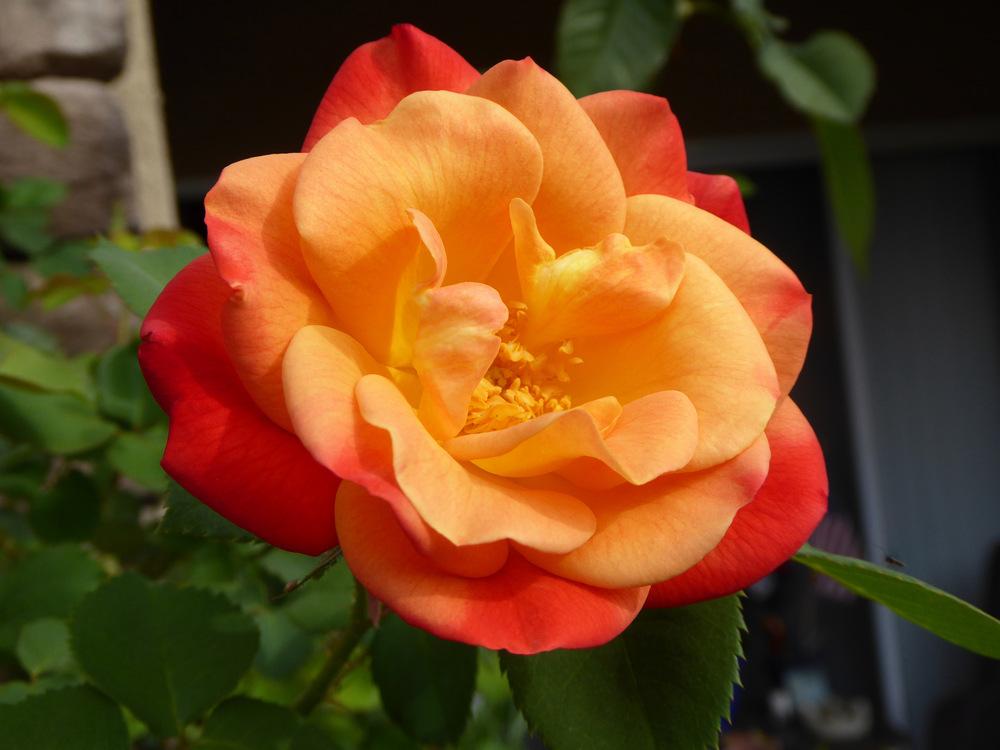 Photo of Rose (Rosa 'Joseph's Coat') uploaded by JulieB