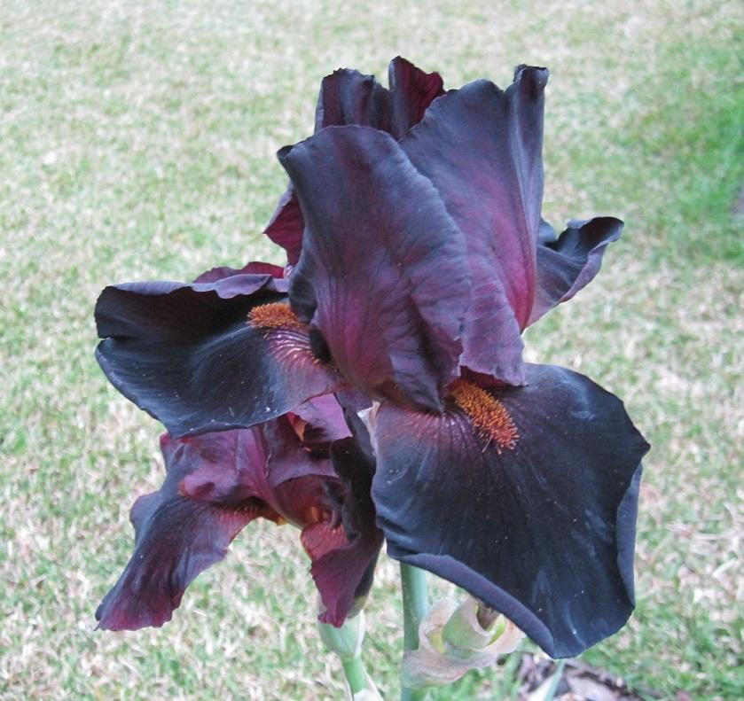 Photo of Tall Bearded Iris (Iris 'Hell's Fire') uploaded by Totally_Amazing