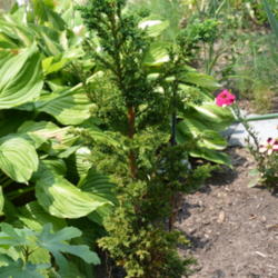 Location: My garden in N E Pa. 
Date: 2014-08-05
Habit in the summer.