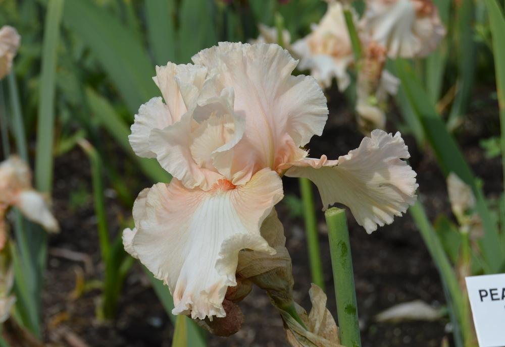 Photo of Tall Bearded Iris (Iris 'Peaches and Dreams') uploaded by KentPfeiffer