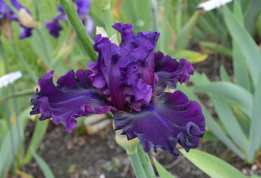 Photo of Tall Bearded Iris (Iris 'Royal Majesty') uploaded by KentPfeiffer
