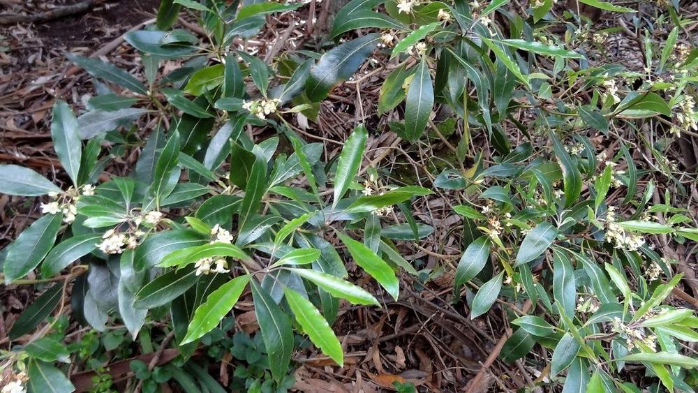 Photo of Sweet Pittosporum (Pittosporum undulatum) uploaded by Orsola