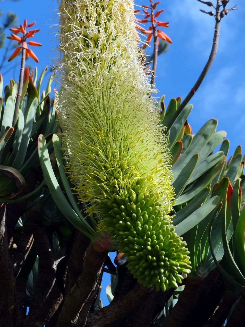 Photo of Foxtail Agave (Agave attenuata) uploaded by Orsola