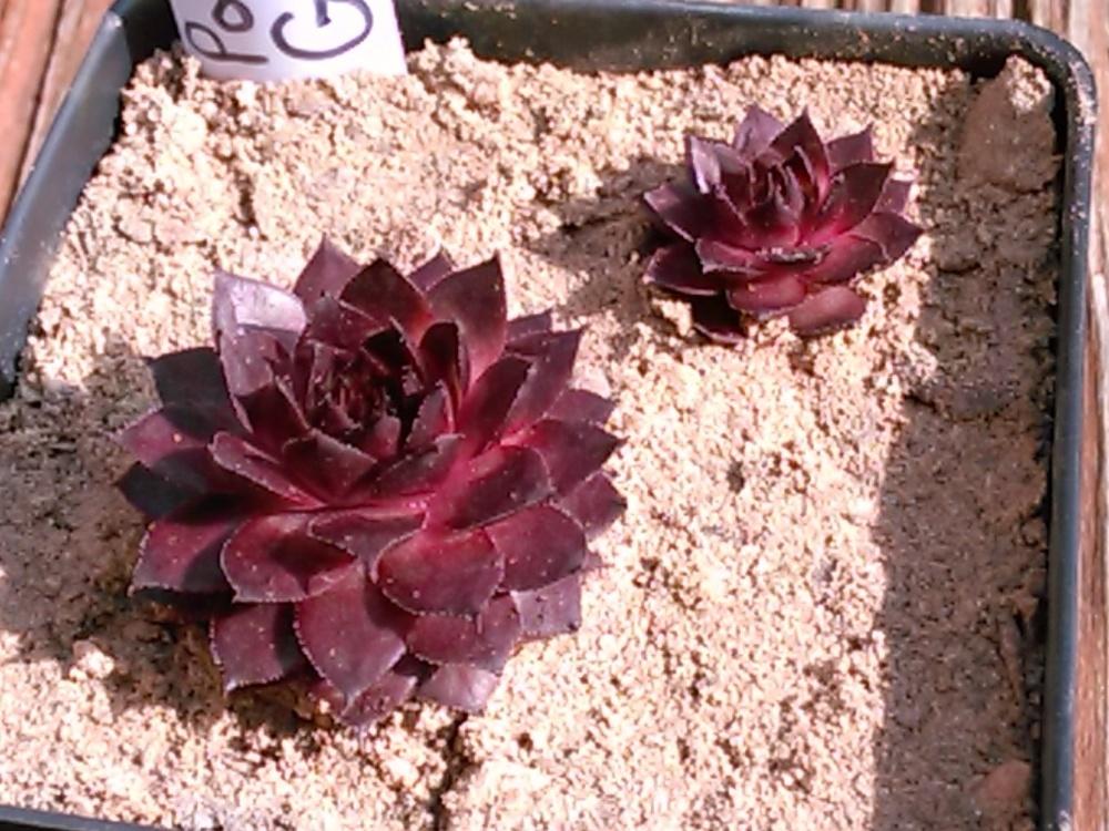 Photo of Hen and Chick (Sempervivum 'Positively Glowing') uploaded by jkbingh