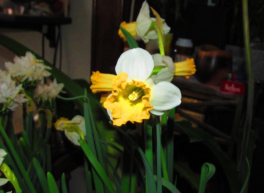 Photo of Cyclamineus Daffodil (Narcissus 'Winter Waltz') uploaded by jmorth