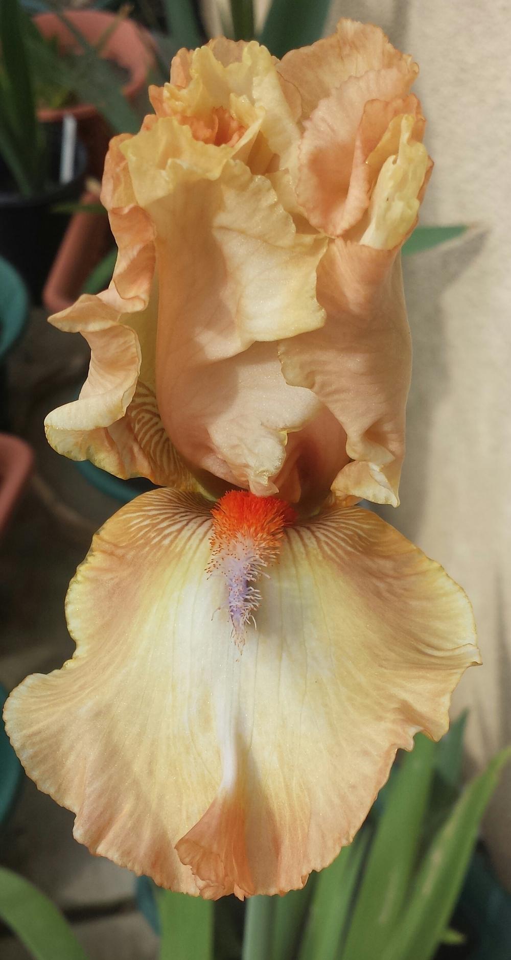 Photo of Tall Bearded Iris (Iris 'Pucker Power') uploaded by mesospunky