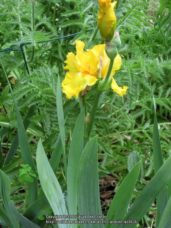 Photo of Tall Bearded Iris (Iris 'Slew o' Gold') uploaded by ge1836