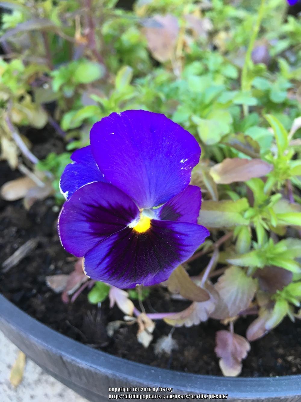Photo of Pansy (Viola x wittrockiana) uploaded by piksihk