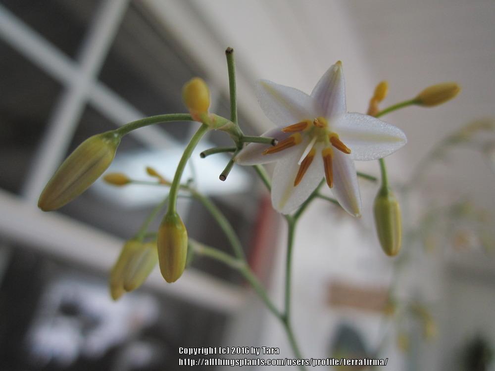 Photo of Variegated Flax Lily (Dianella tasmanica 'Variegata') uploaded by terrafirma