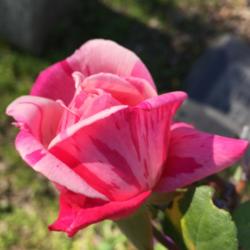 Location: Historic Rose Garden, Historic City Cemetery, Sacramento CA.
Date: 2016-03-01
"Moser Pink Striped" found tea rose from Mokelumne Hills, CA. Pos