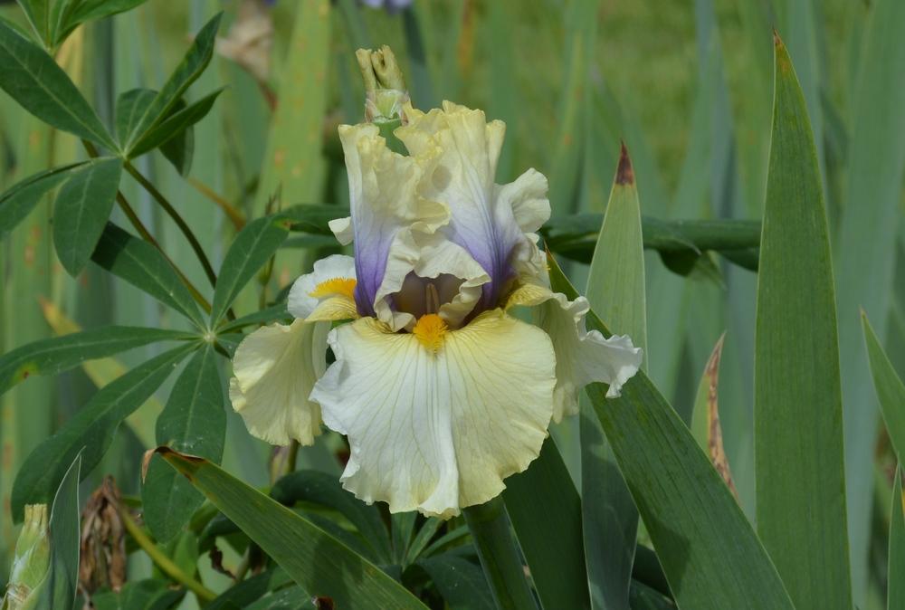 Photo of Tall Bearded Iris (Iris 'Trade Secret') uploaded by KentPfeiffer
