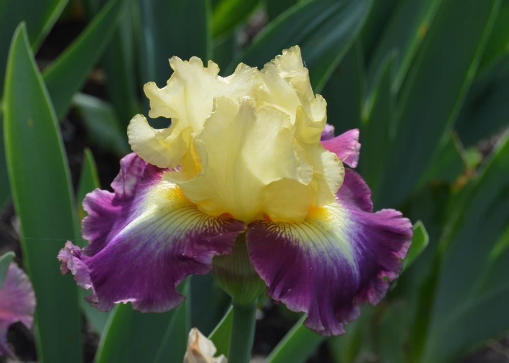 Photo of Tall Bearded Iris (Iris 'Who Needs a Prince') uploaded by KentPfeiffer