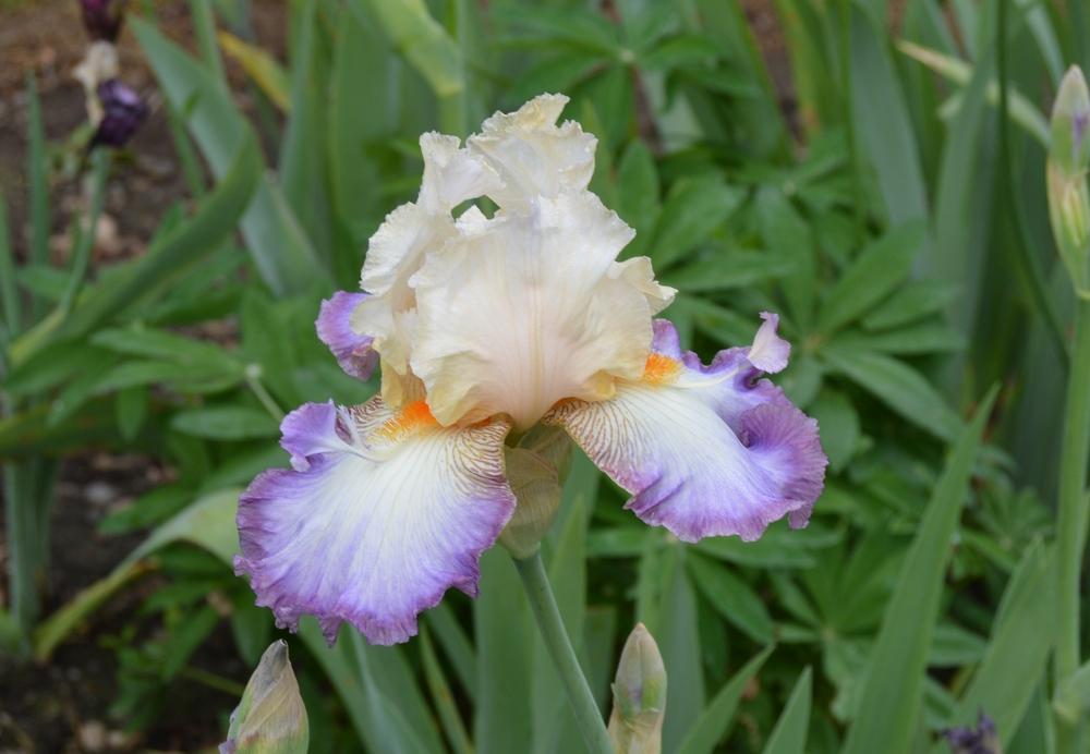 Photo of Tall Bearded Iris (Iris 'Wings at Dawn') uploaded by KentPfeiffer