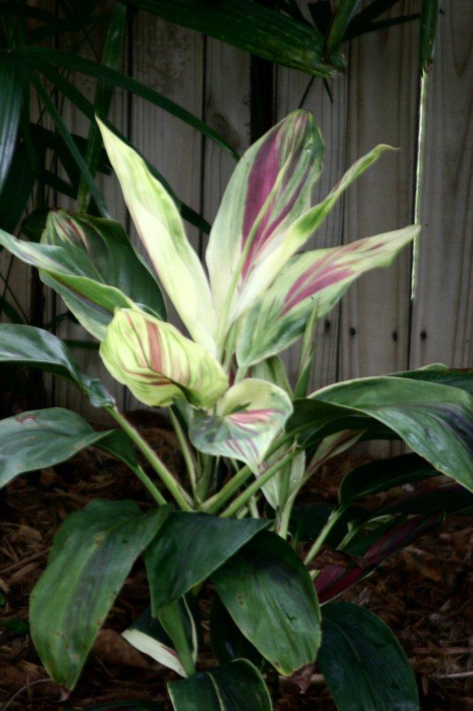 Photo of Ti Plant (Cordyline fruticosa 'Tricolor') uploaded by ScotTi