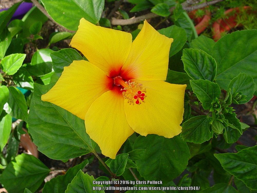 Photo of Tropical Hibiscus (Hibiscus rosa-sinensis 'Fort Myers Yellow') uploaded by chris1948