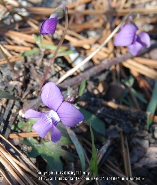 Photo of Palmate Violet (Viola palmata) uploaded by purpleinopp