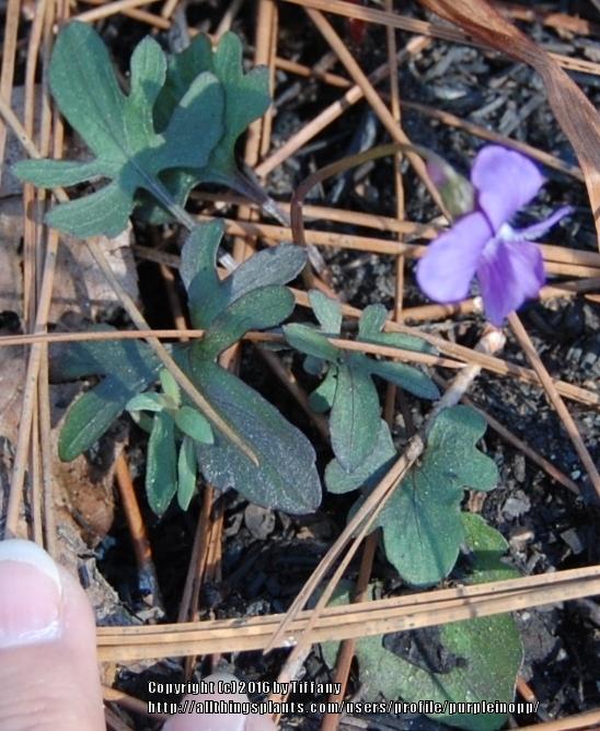Photo of Palmate Violet (Viola palmata) uploaded by purpleinopp