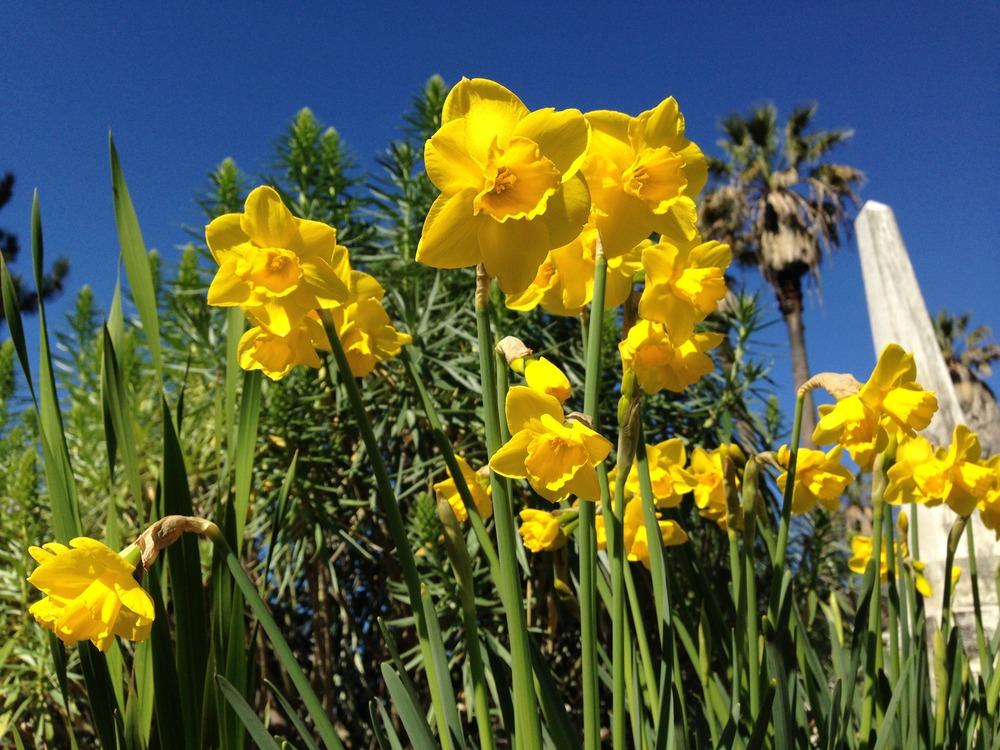 Photo of Jonquilla Daffodil (Narcissus 'Quail') uploaded by HamiltonSquare