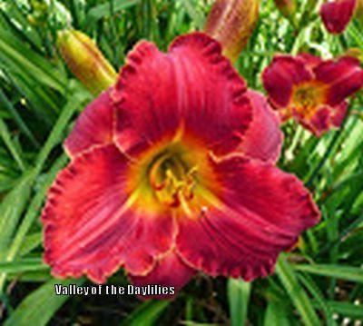 Photo of Daylily (Hemerocallis 'Paint the Town Red') uploaded by Joy