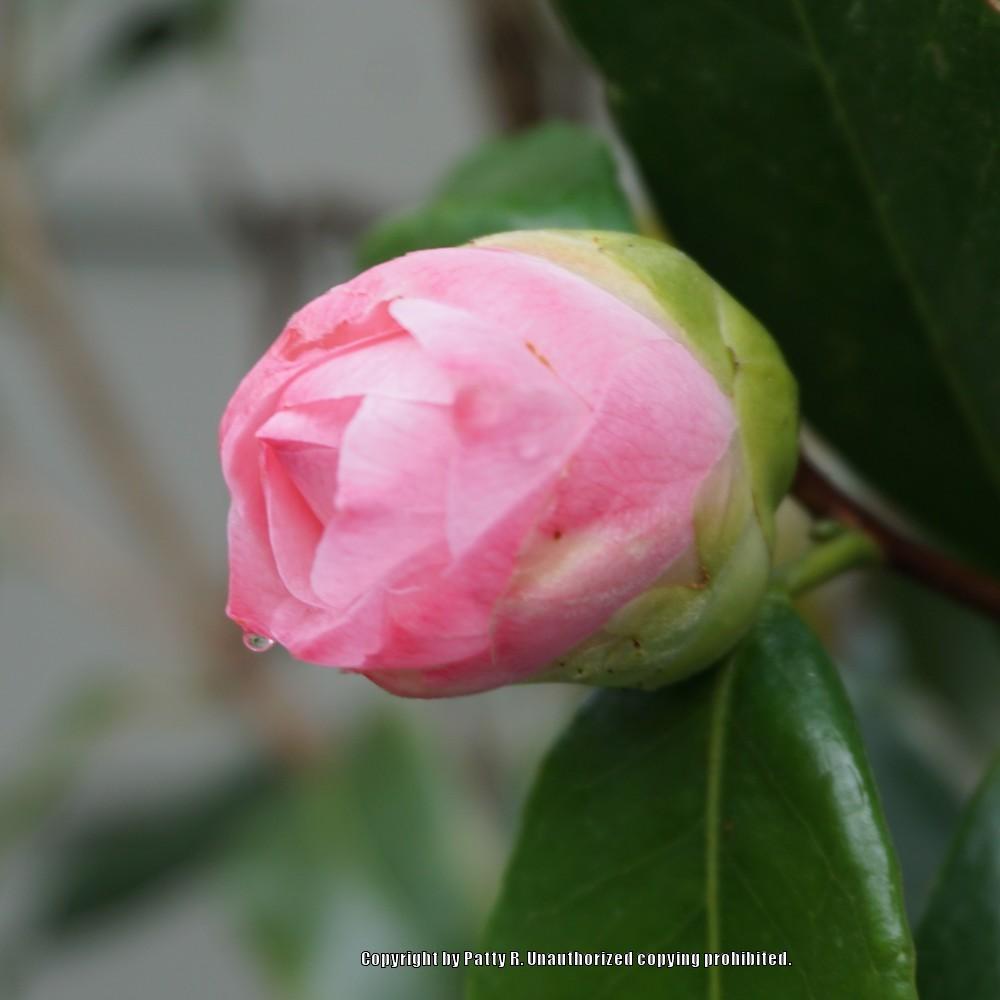 Photo of Japanese Camellia (Camellia japonica 'Nuccio's Pearl') uploaded by Patty