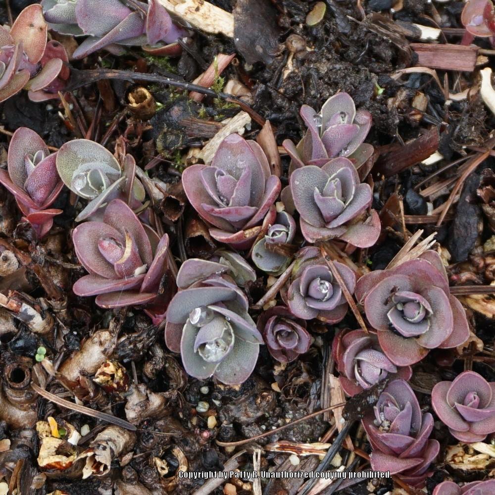 Photo of Stonecrop (Hylotelephium telephium subsp. telephium 'Purple Emperor') uploaded by Patty