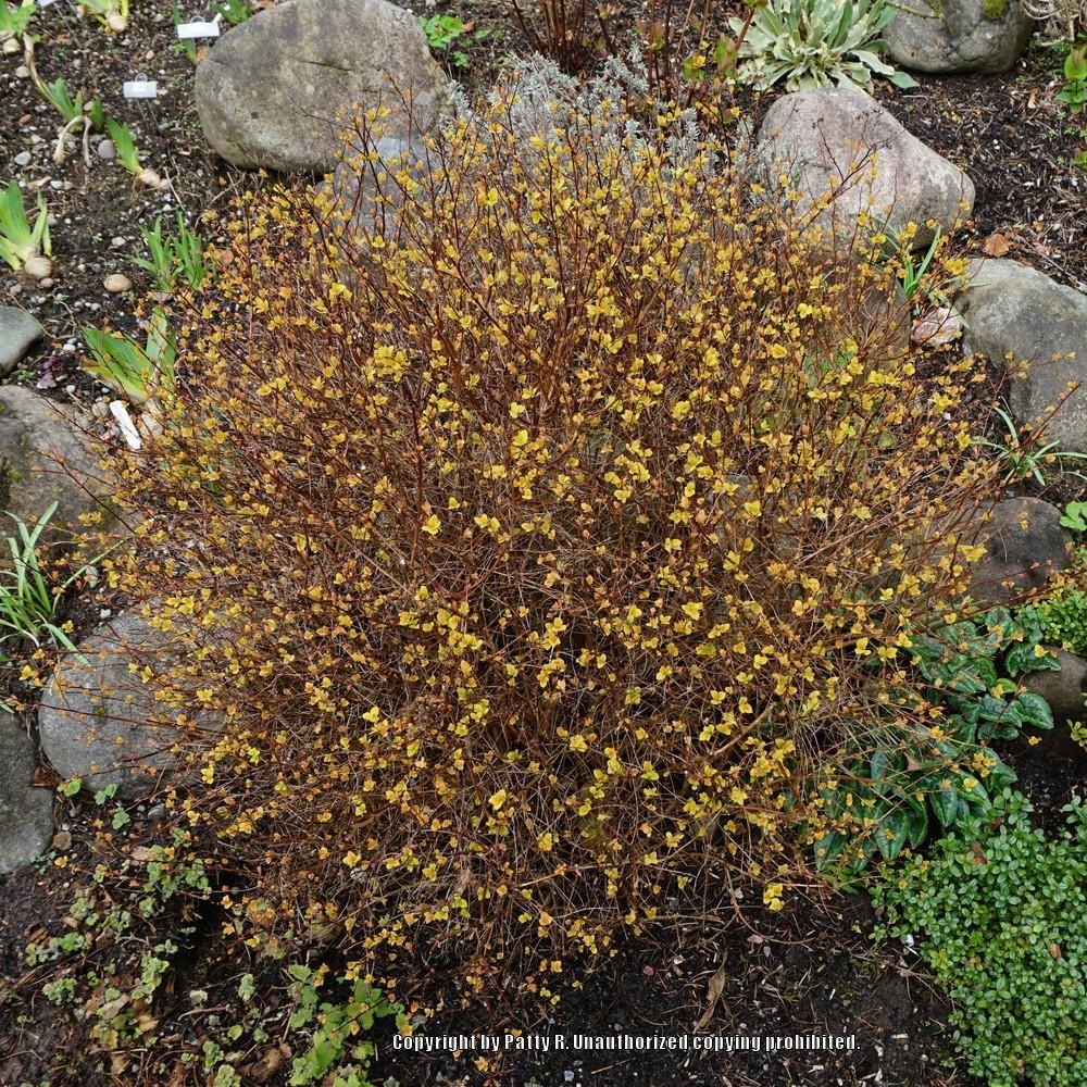 Photo of Japanese Spiraea (Spiraea japonica Limemound®) uploaded by Patty