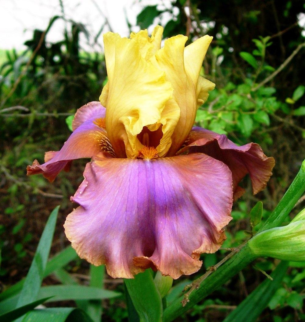 Photo of Tall Bearded Iris (Iris 'Noble Poet') uploaded by jandrews