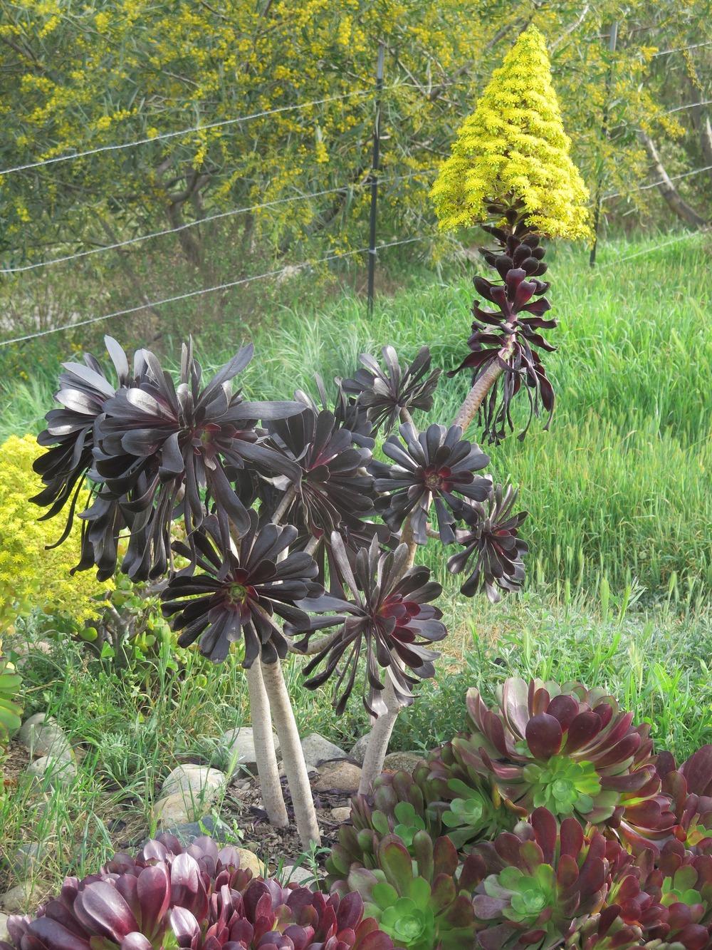 Photo of Black Rose (Aeonium arboreum 'Zwartkop') uploaded by Baja_Costero