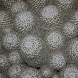 Location: 2007 Philadelphia Flower Show
Date: 2007-03-10
What do you call the stems on a cactus?