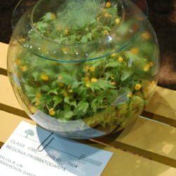 Location: 2007 Philadelphia Flower Show
Date: 2007-03-10
Under glass