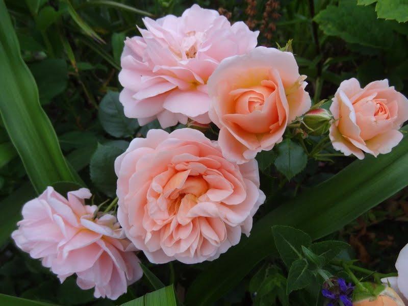 Photo of Rose (Rosa 'Geisha') uploaded by Orsola