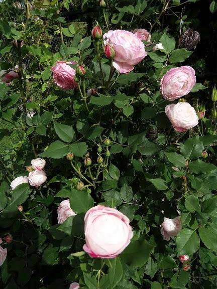 Photo of Rose (Rosa 'Madame Pierre Oger') uploaded by Orsola