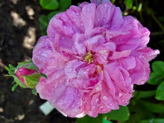 Photo of Damask Rose (Rosa 'Ispahan') uploaded by Orsola