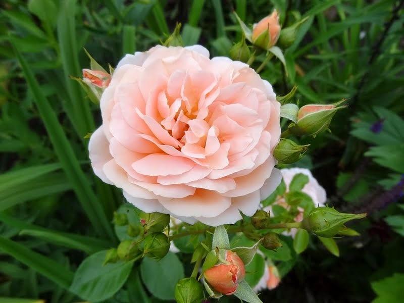 Photo of Rose (Rosa 'Geisha') uploaded by Orsola