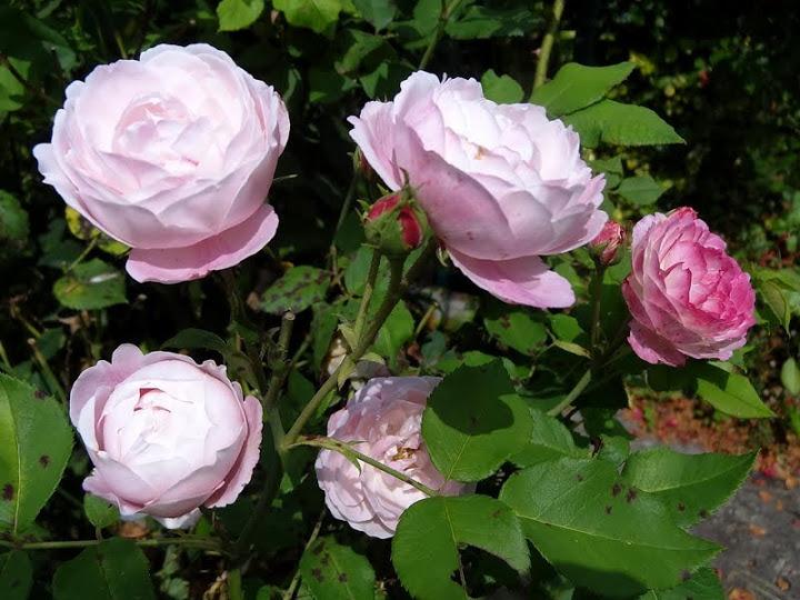 Photo of Rose (Rosa 'Madame Pierre Oger') uploaded by Orsola
